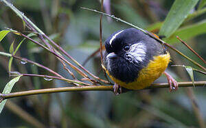 Alcippe à poitrine dorée