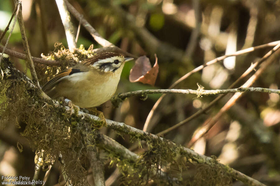 Alcippe à tête marron, identification