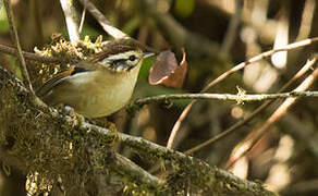 Rufous-winged Fulvetta