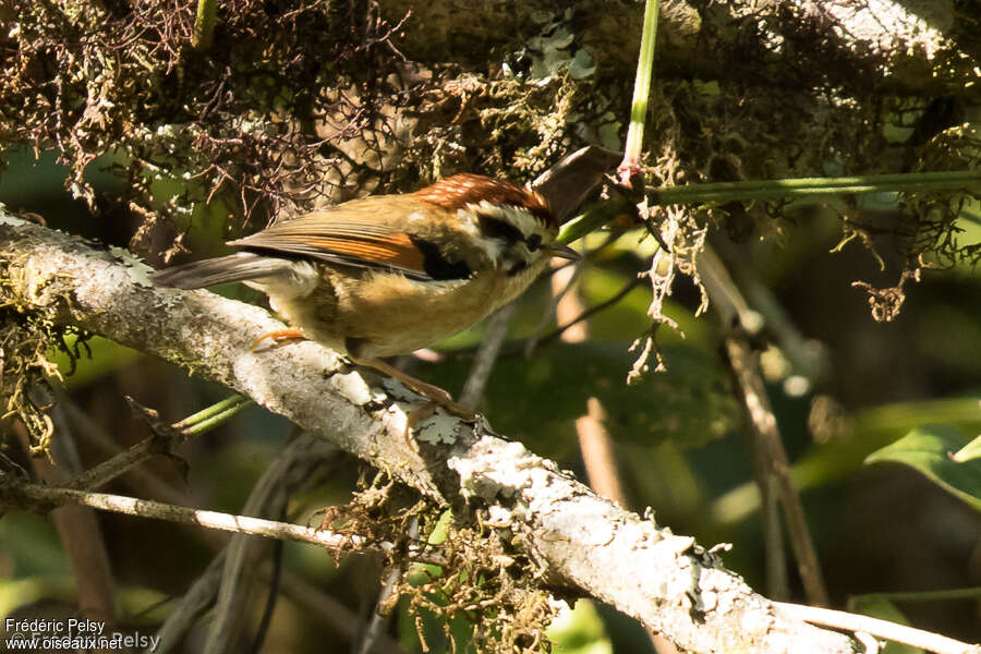 Alcippe à tête marron, identification