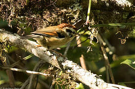 Rufous-winged Fulvetta