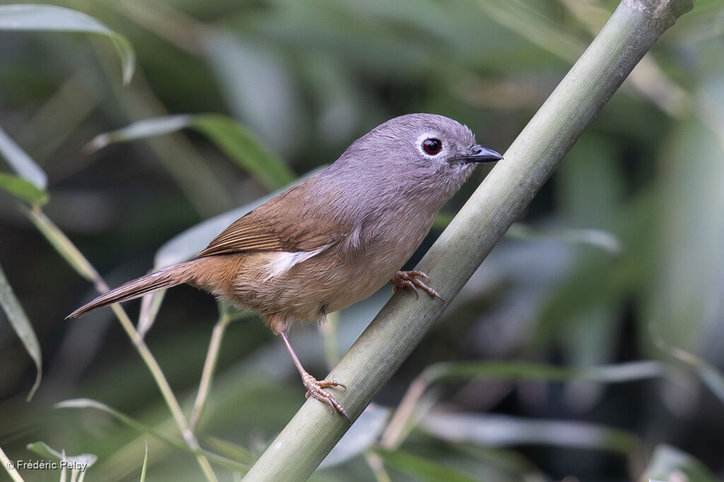 David's Fulvetta
