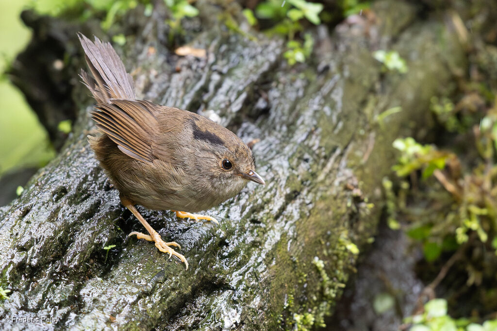 Dusky Fulvetta