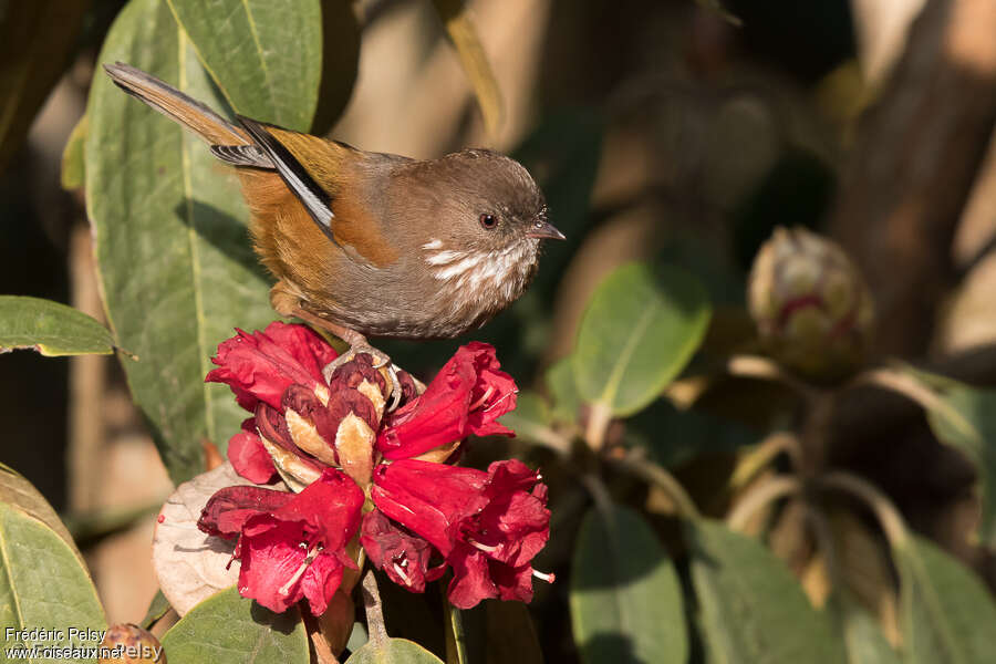 Brown-throated Fulvettaadult, identification