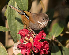 Brown-throated Fulvetta