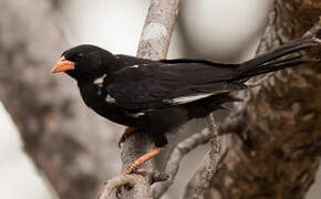 Red-billed Buffalo Weaver