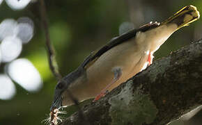 Blyth's Shrike-babbler