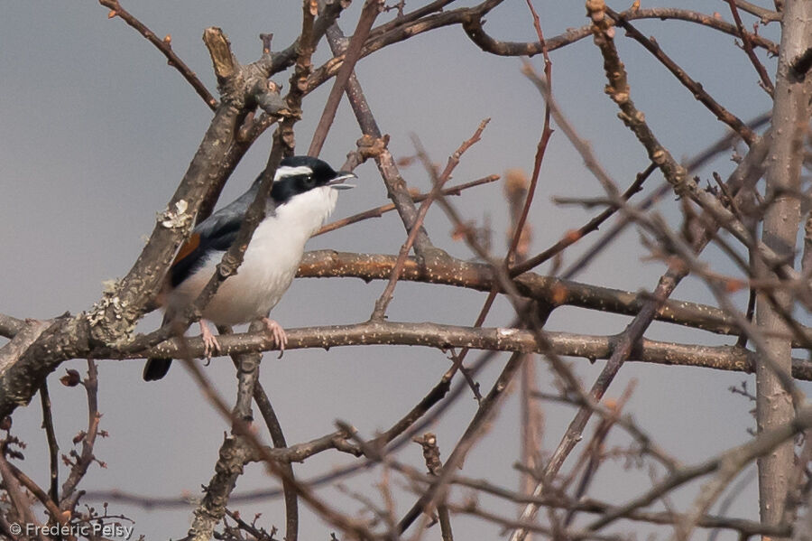 Blyth's Shrike-babbler male