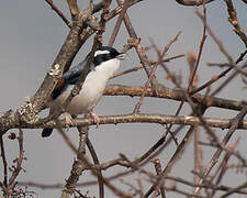 Blyth's Shrike-babbler