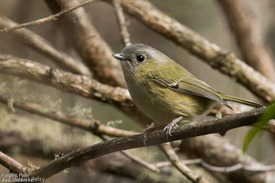 Green Shrike-babbleradult, identification