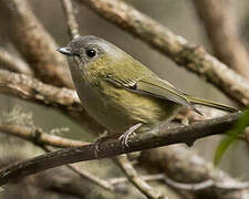 Green Shrike-babbler