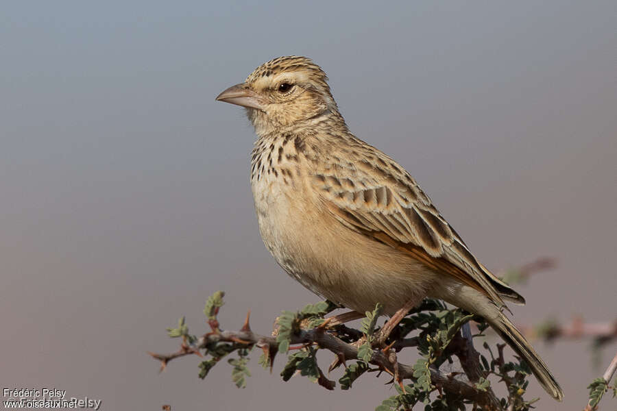 Indian Bush Larkadult