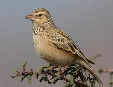 Indian Bush Lark