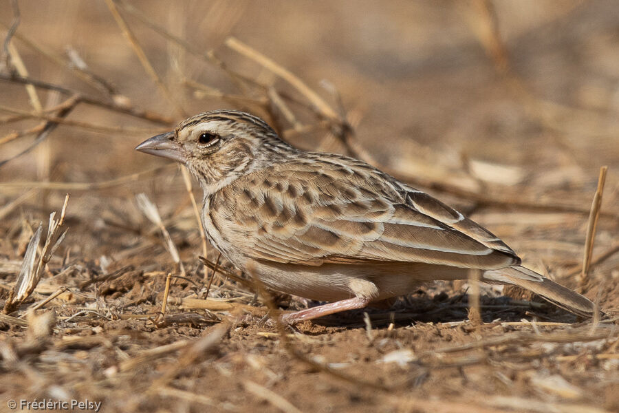 Indian Bush Lark