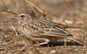 Indian Bush Lark