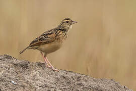 Rufous-naped Lark