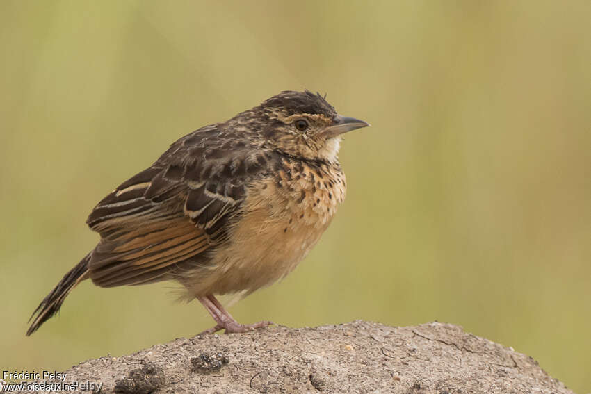 Flappet Larkadult, identification