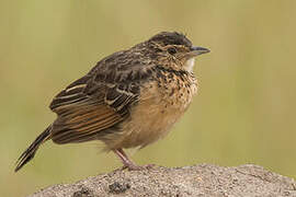 Flappet Lark