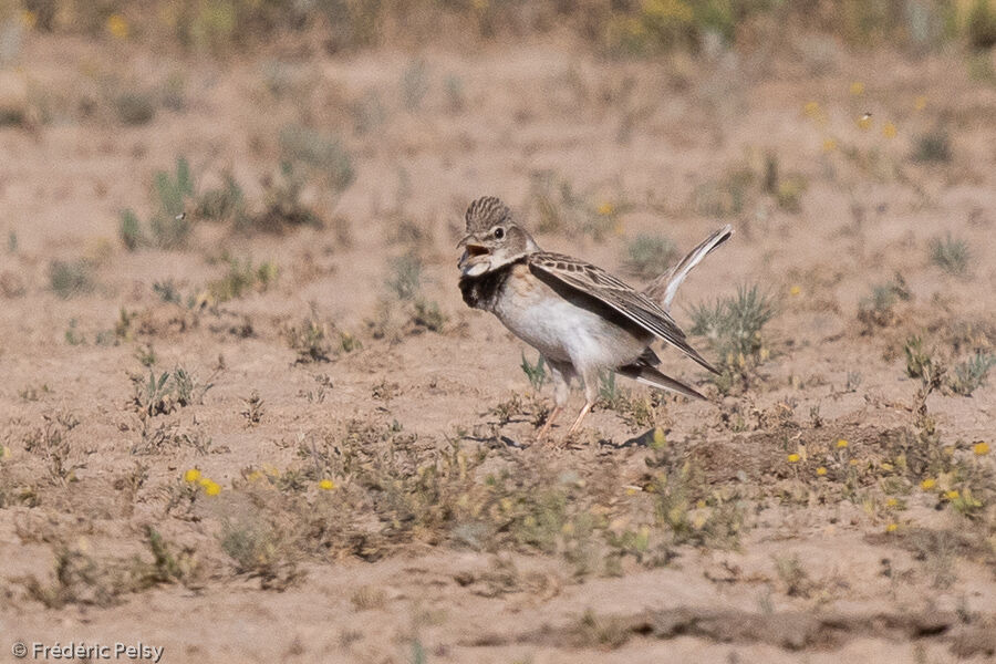 Calandra Lark, courting display