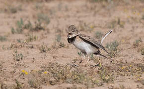 Calandra Lark