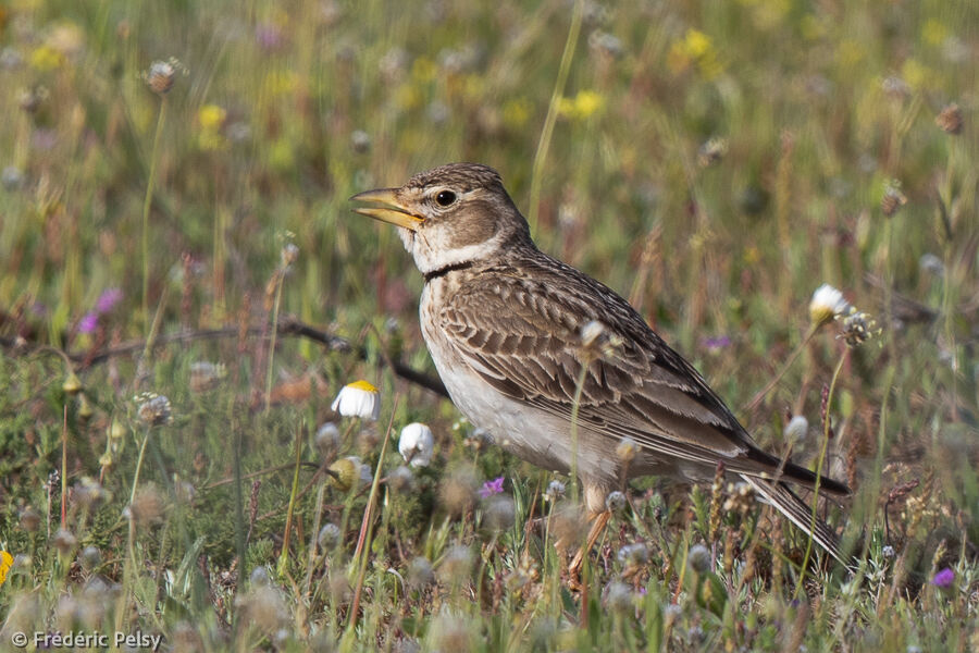 Calandra Lark