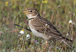 Calandra Lark