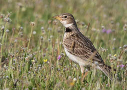 Calandra Lark