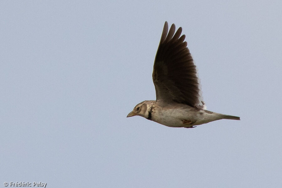 Calandra Lark, Flight