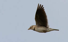 Calandra Lark