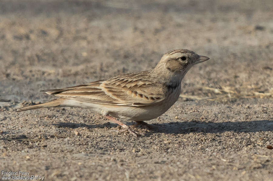 Alouette calandrelleadulte, identification