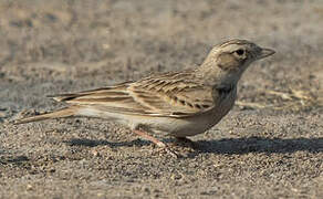 Greater Short-toed Lark