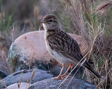 Greater Short-toed Lark