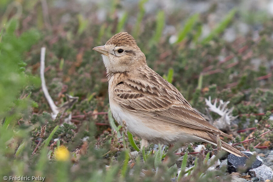 Greater Short-toed Lark