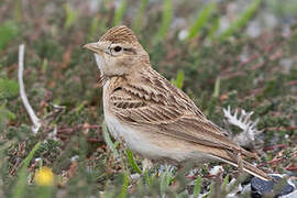 Greater Short-toed Lark