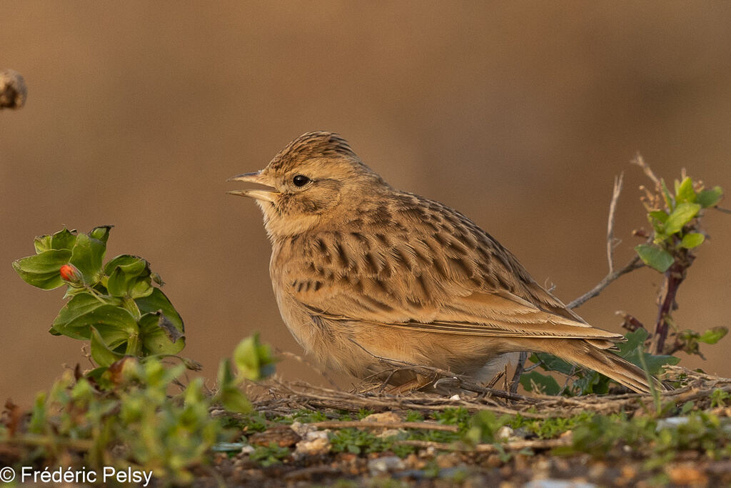 Greater Short-toed Lark