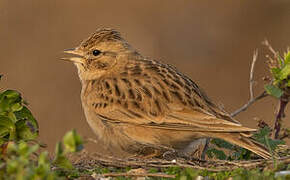 Greater Short-toed Lark