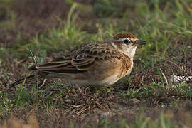 Red-capped Lark