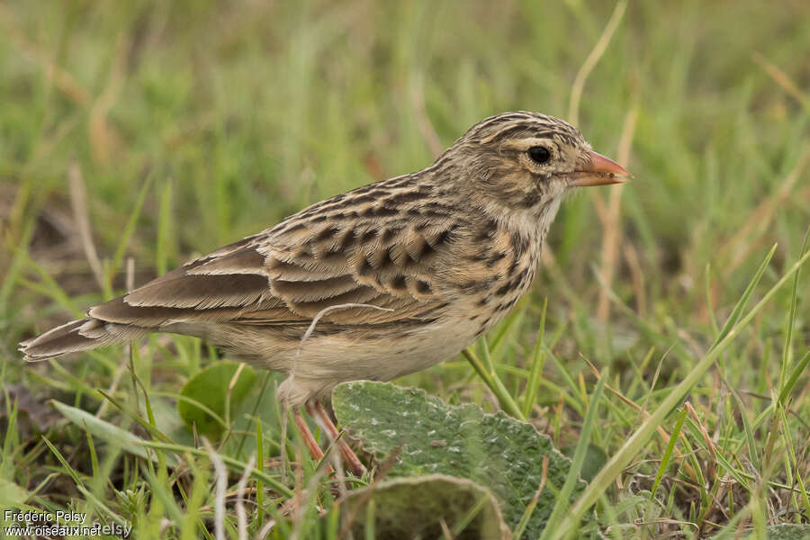 Botha's Larkadult, identification