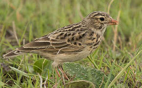 Botha's Lark