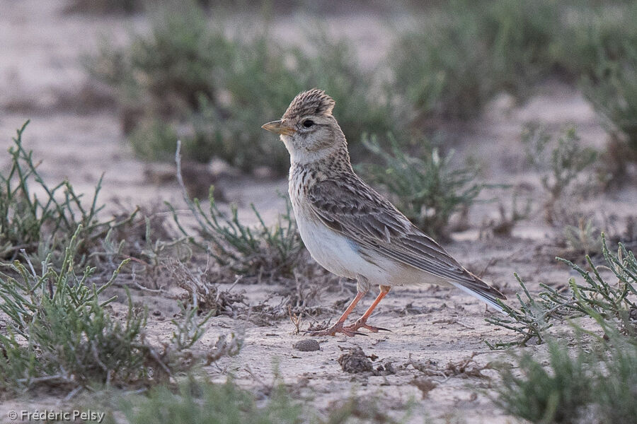 Turkestan Short-toed Larkadult breeding, identification