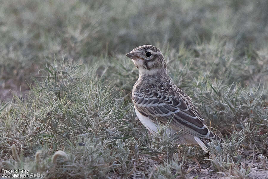 Alouette de Heinejuvénile, identification