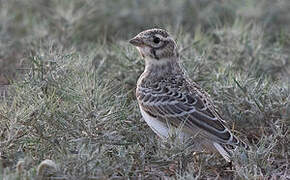 Turkestan Short-toed Lark