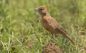 Eastern Clapper Lark