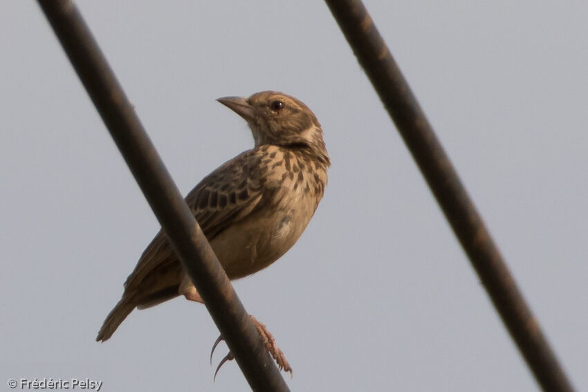 Horsfield's Bush Larkadult, identification