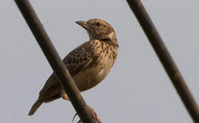 Singing Bush Lark