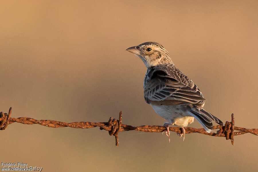 Singing Bush Larkadult, pigmentation