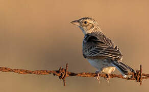 Horsfield's Bush Lark