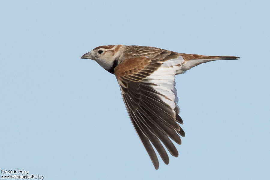 Mongolian Larkadult, aspect, Flight