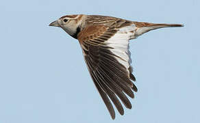 Mongolian Lark