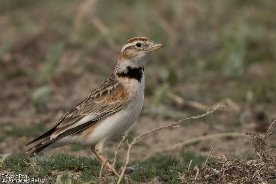 Alouette de Mongolie mâle adulte, identification